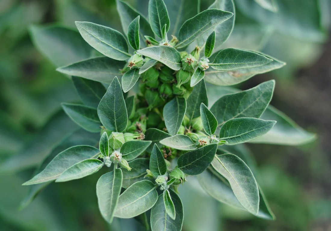 阿什瓦甘達與自然壓力紓解（FP）